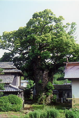 天社宮の大クスノキの画像