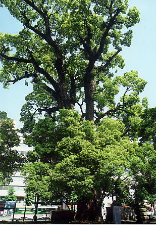 旧世継宮跡大クスノキの画像