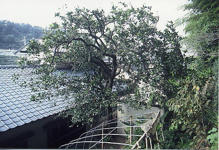河内晩柑原木の画像