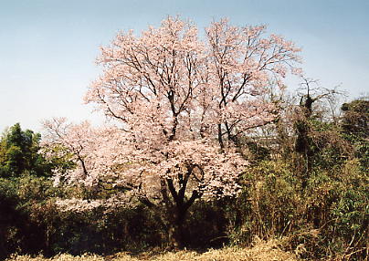 徳王の桜の画像