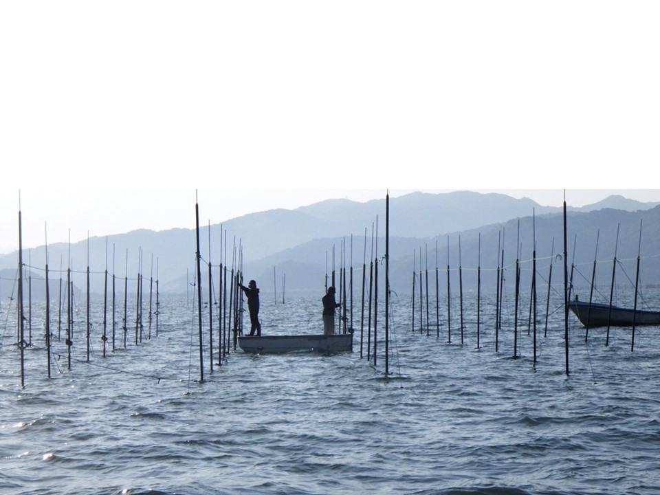 海苔作業