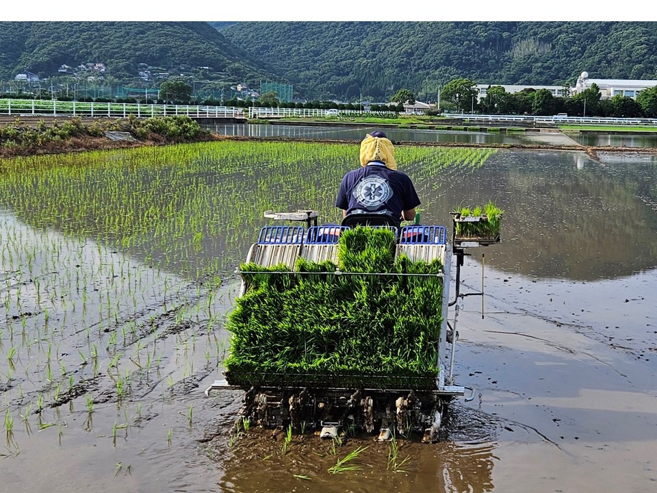 田植え作業