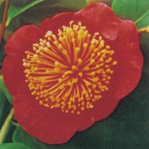 赤花系　籠鶴瓶