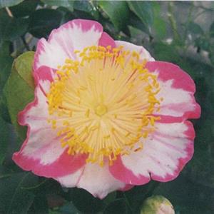 錦（絞り）花系　王冠