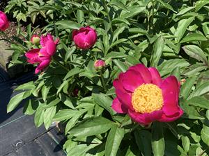 肥後芍薬　万才楽（ばんざいらく）