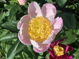 肥後芍薬　桜衣（さくらごろも）