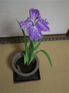 肥後花菖蒲　大和錦