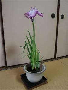 肥後花菖蒲　龍田川