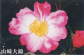 肥後山茶花　絞り（錦）系　山崎大錦（やまさきおおにしき）