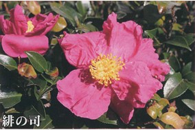肥後山茶花　紅色系　緋の司（ひのつかさ）
