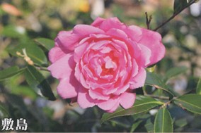 肥後山茶花　紅色系八重　敷島（しきしま）