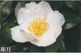 肥後山茶花　白色系　銀月（ぎんげつ）