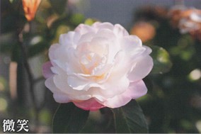肥後山茶花　絞り（錦）系八重　微笑（ほほえみ）