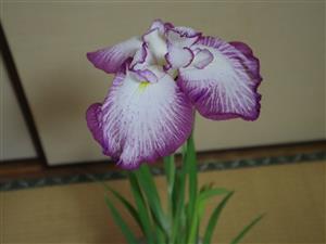 肥後花菖蒲