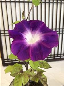 肥後朝顔