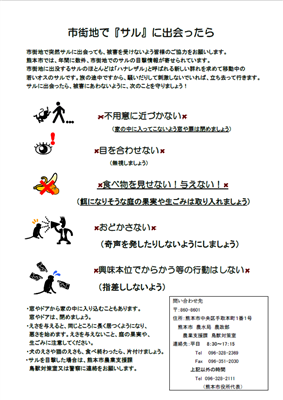 ニホンザルチラシ