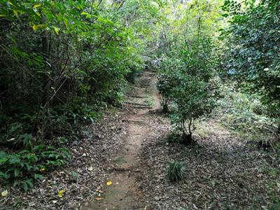 神園山 着工前(2)
