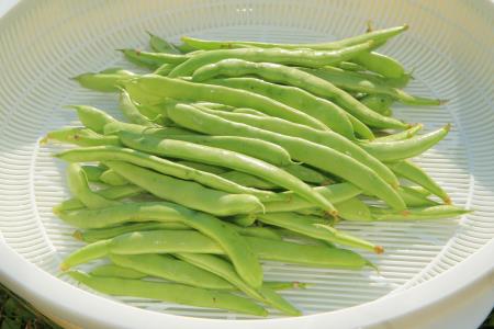 熊本いんげん
