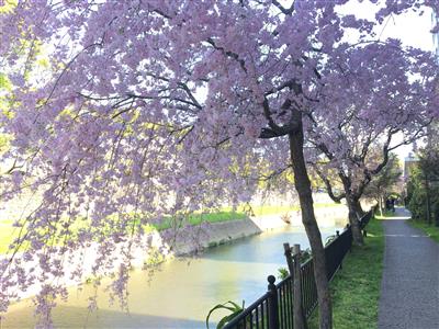 枝垂桜（シダレザクラ）