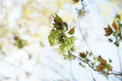 御衣黄（ギョイコウ）