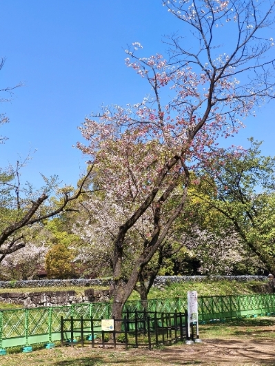遠景