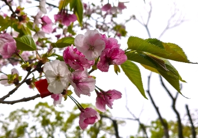 令和8年開花状況