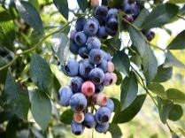 ブルーベリー