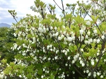 ドウダンツツジ