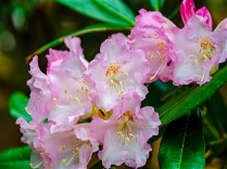 西洋シャクナゲ