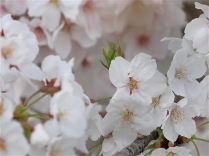 サクラ（ソメイヨシノ）