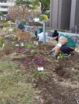 毎日街なか花壇メンテナンス作業