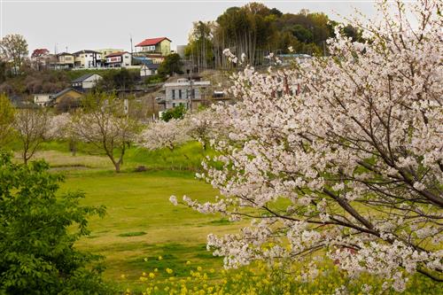 坪井川遊水池花公園大