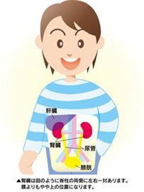 腎臓の位置 腎臓の位置
