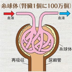 糸球体 糸球体