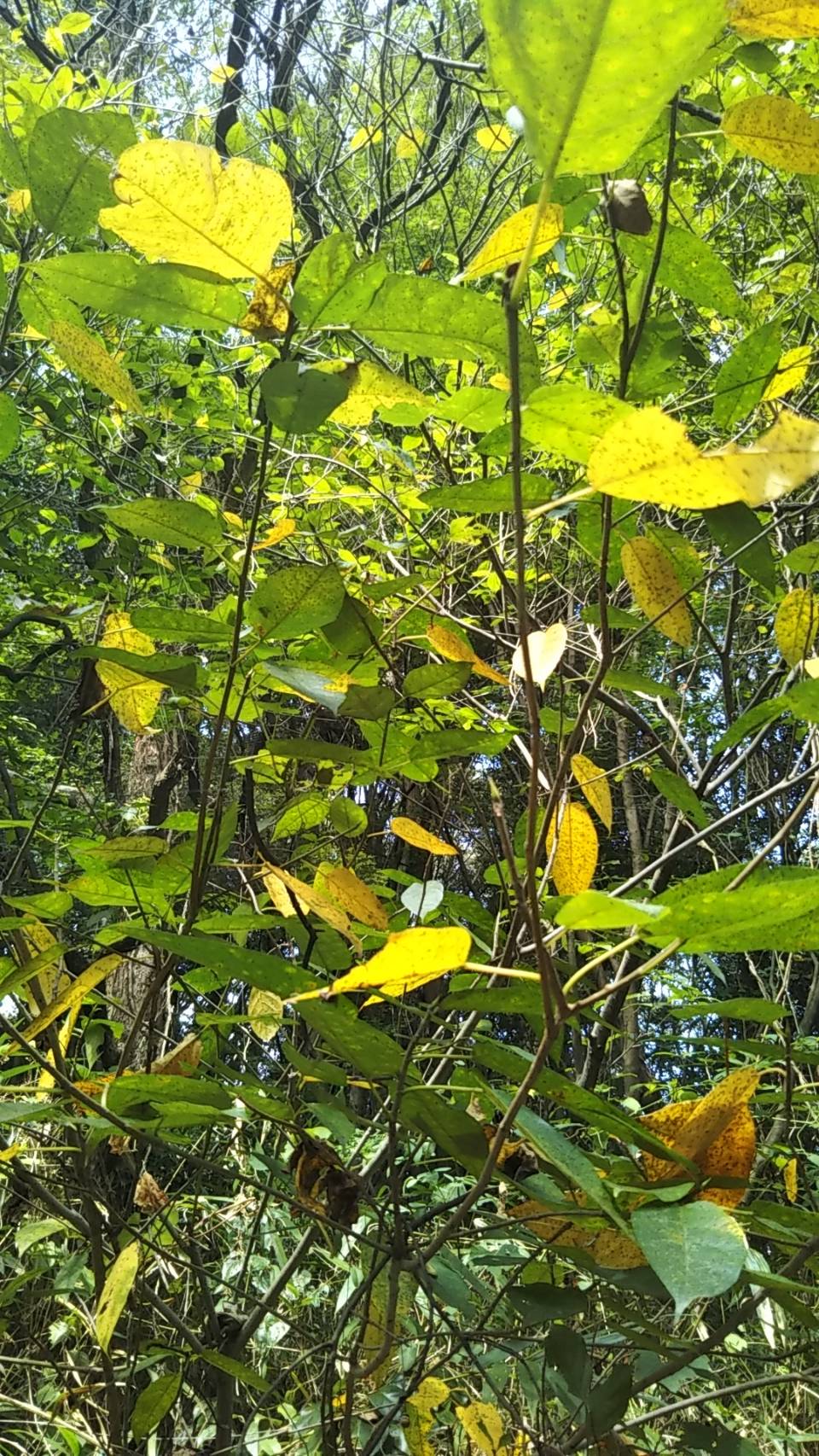 イヌビワの紅葉 イヌビワの紅葉