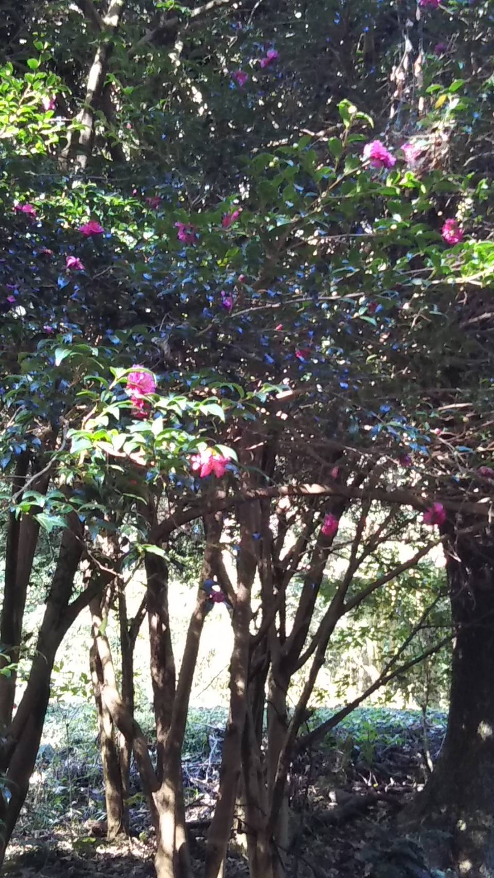 山茶花の花 山茶花の花