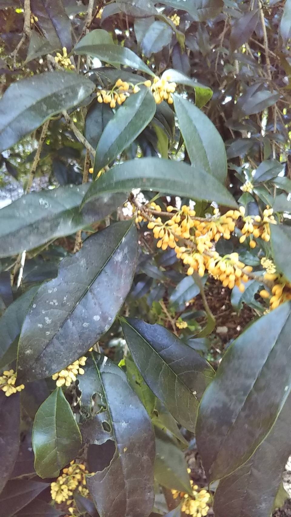 キンモクセイ(ドングリの森) キンモクセイ(ドングリの森)