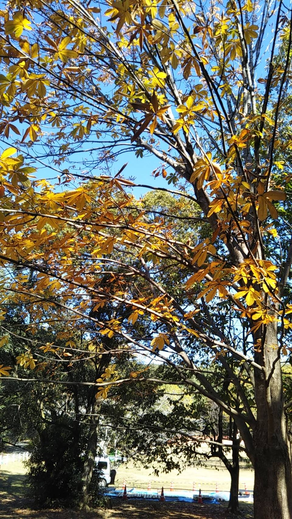 トチノキの紅葉(お祭り広場) トチノキの紅葉(お祭り広場)
