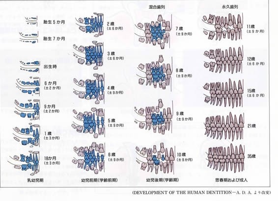 歯の萌出図表 歯の萌出図表