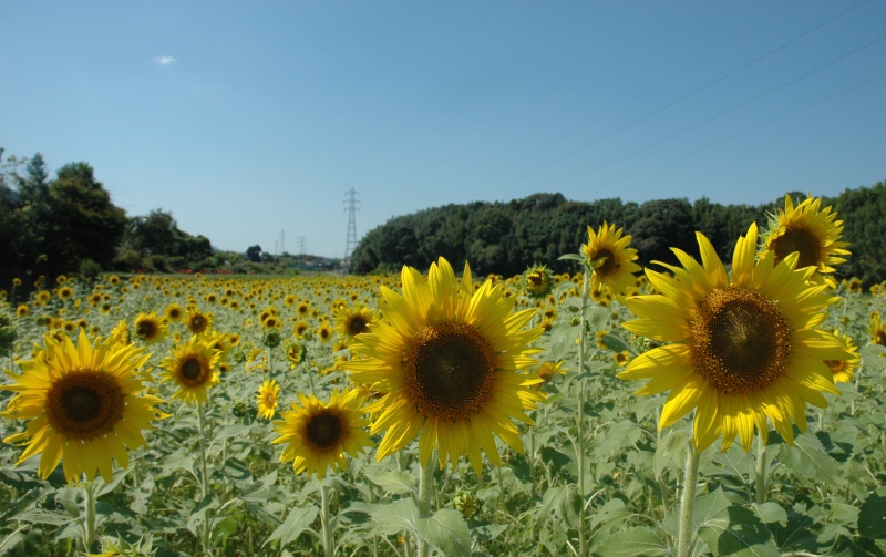 区の花「ひまわり」