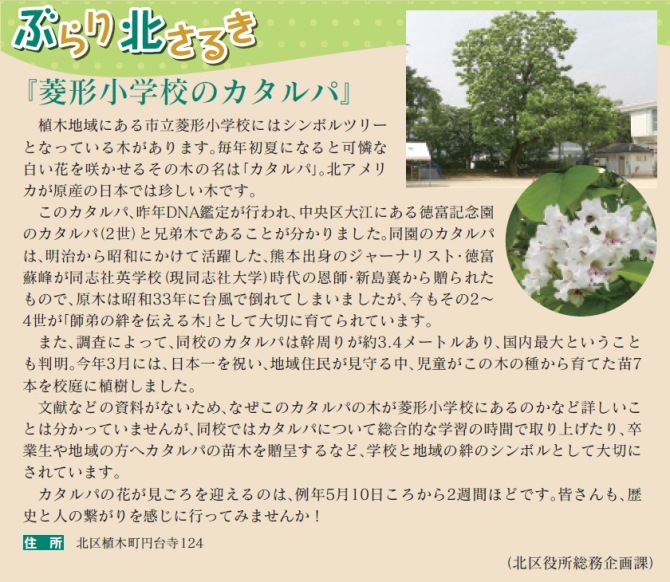 菱形小学校のカタルパ