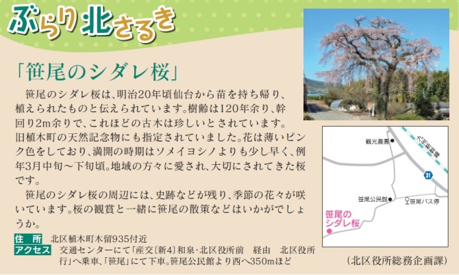 笹尾のシダレ桜