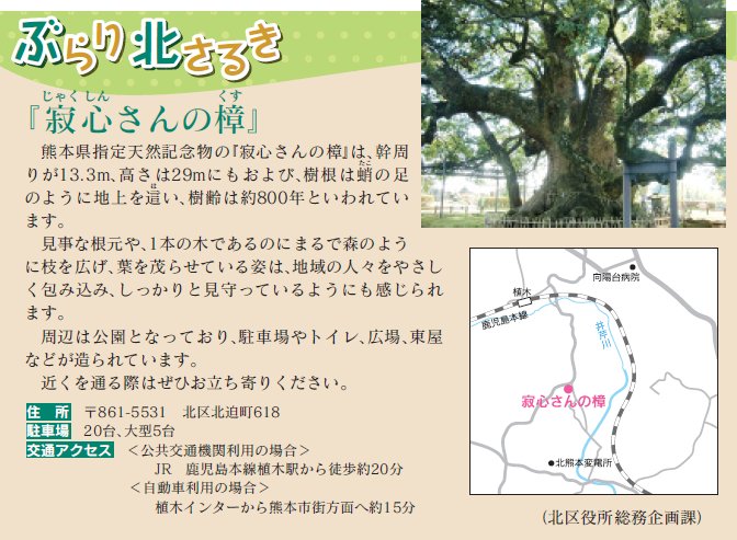 寂心さんの樟