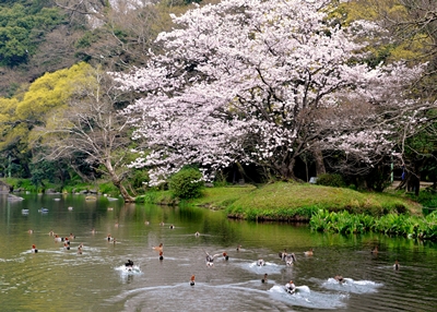 春の公園
