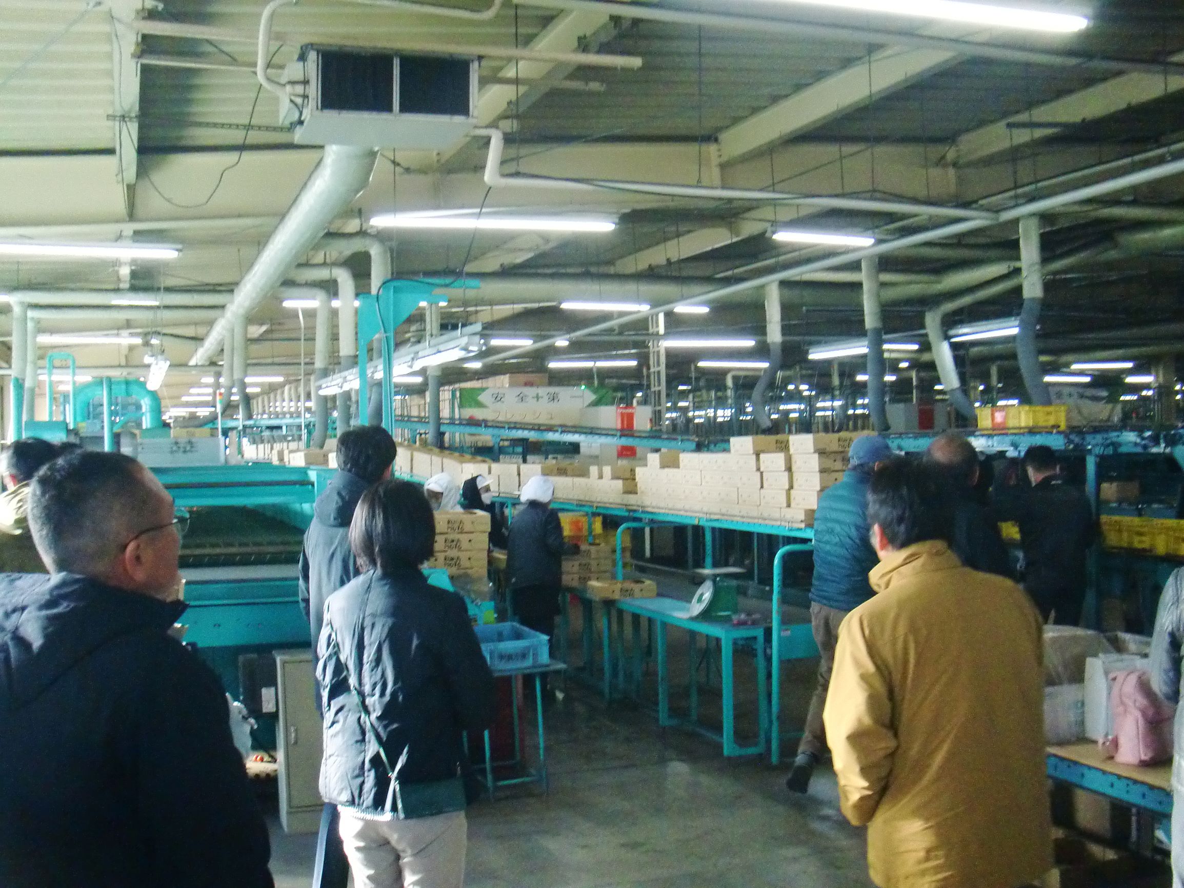 JA熊本市野菜選果施設