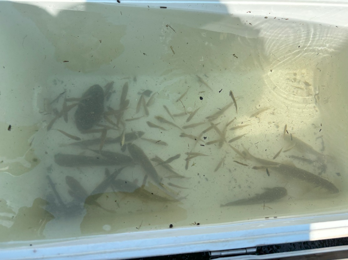 魚たち