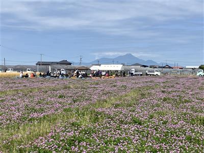 沢山のれんげ