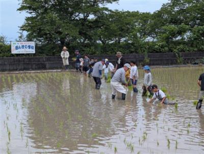 中緑田植え2