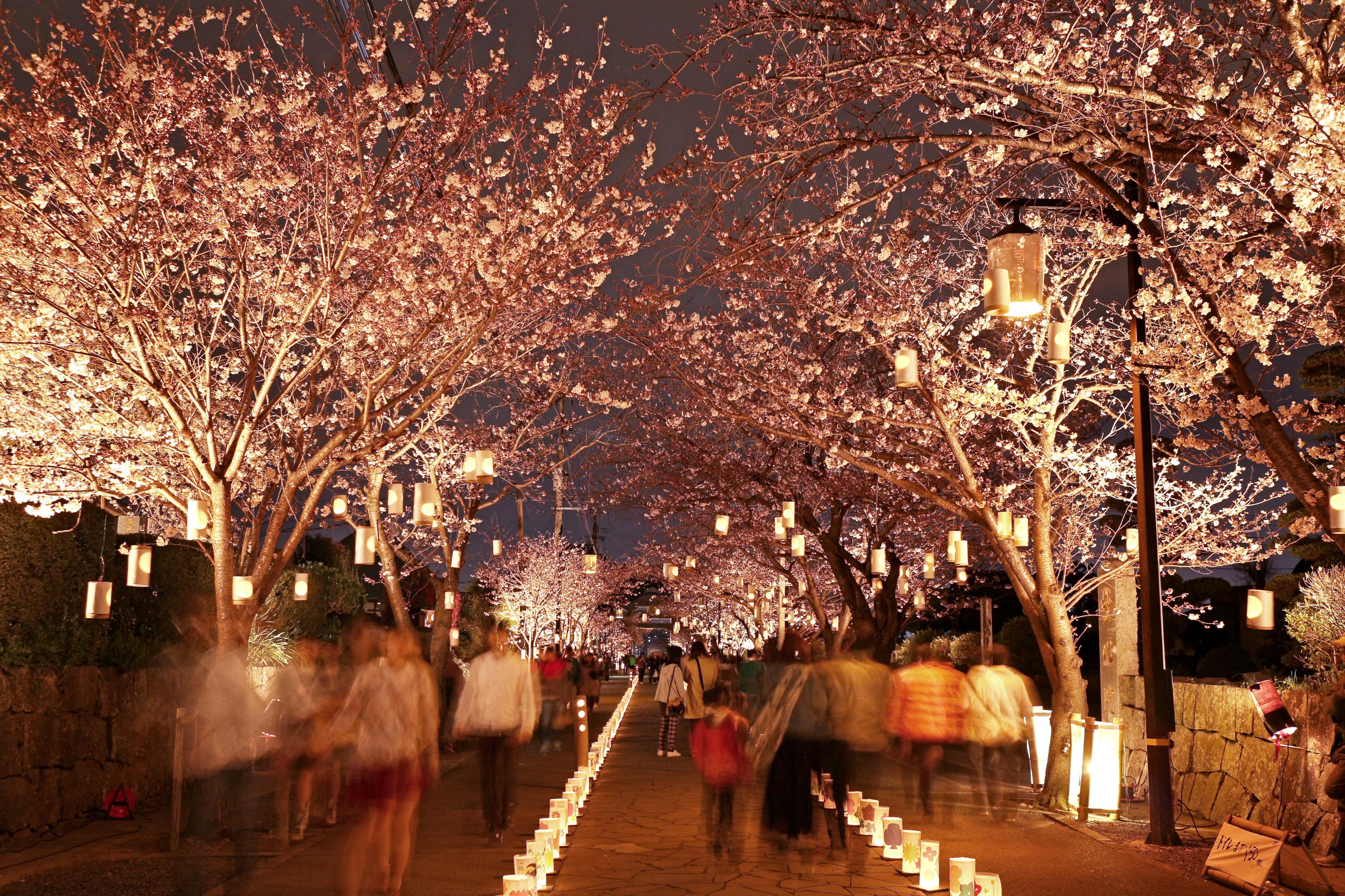 花ひらく道をゆく 花ひらく道をゆく