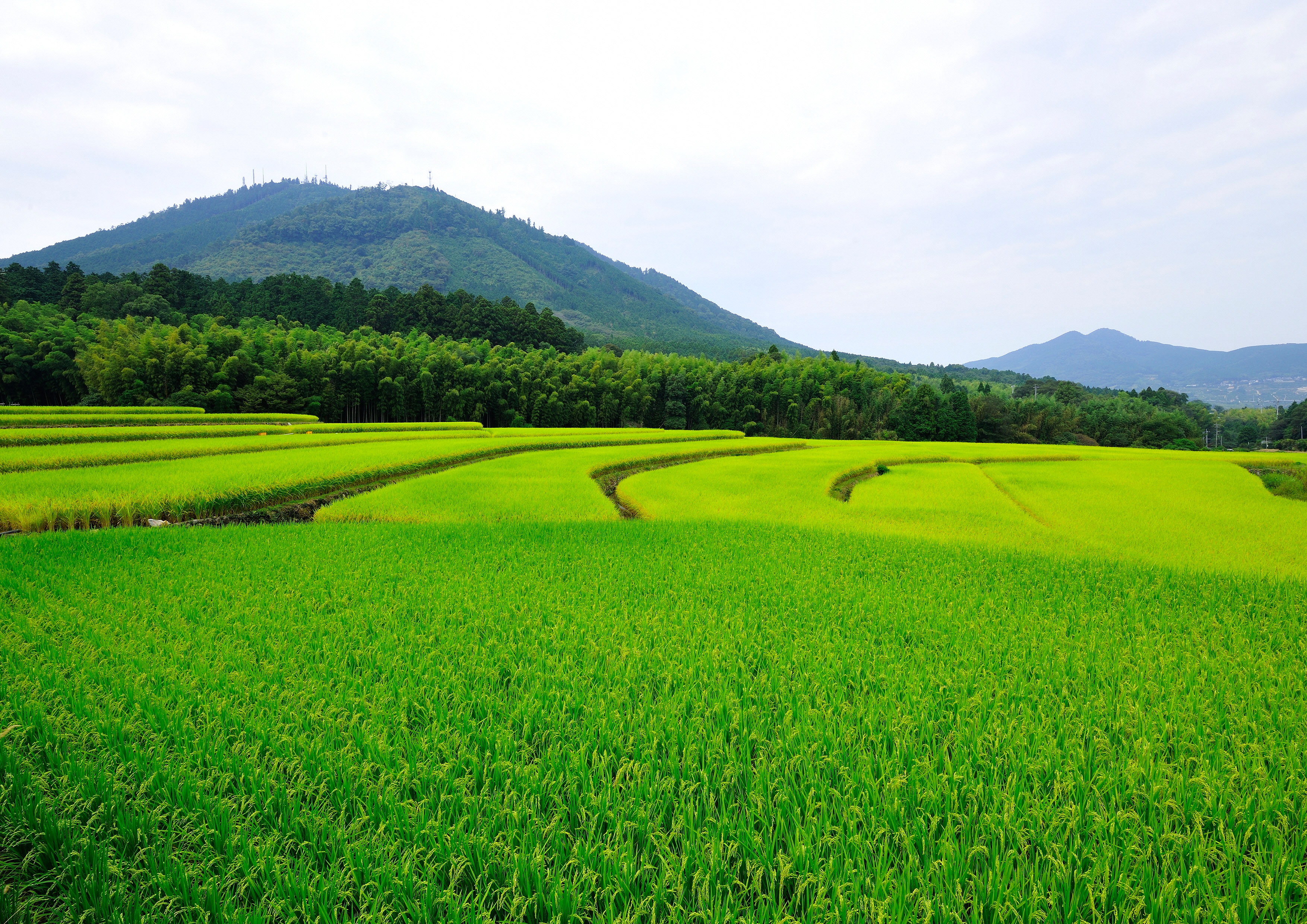 山麓の棚田 山麓の棚田